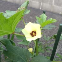 ９月のオクラ