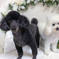我が家のピノ・ノアール　furyi_furyiさんより