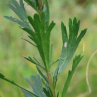 高ボッチ高原・鉢伏山の植物　オトコヨモギ（男蓬）