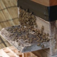 ミツバチ、百日草、サマーナイト
