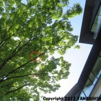 セグロセキレイ（囀り）（京都市中京区／御池大橋西側）