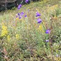 沢山の花々に癒された一日