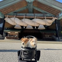 モジャこGW車旅2025（鳥取県&島根県）　稲佐の浜と出雲大社編