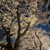 麻生川🌸夜桜