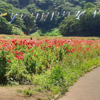 ★くりはま花の国