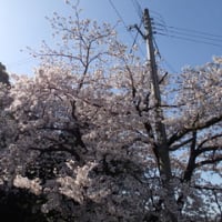 春♪