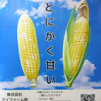 〇7/5　アイファーム稔からドルチェドリームトウモロコシのご案内