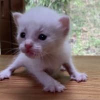 企業に捨てられた猫達のその後