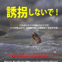 ヒナを「誘拐しないで！」ポスター