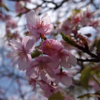 河津桜の並木の下で🌸