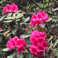 花の季節は短くて