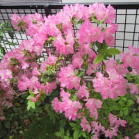 我が家の花で～す　（２）