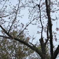 こちらの桜は、３～６分咲きです。
