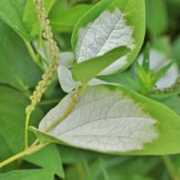化粧して虫さんをお迎えします！・・・ハンゲショウ