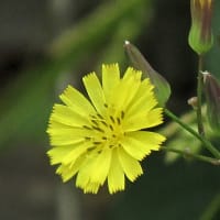 5月の花　2