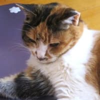 「猫は液体動物だから」