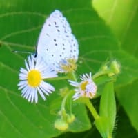 石津川沿い～上田橋から落合大橋～