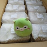 オオクワガタ久留米産