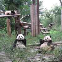 パンダ・パンダ・パンダ（中国・成都）