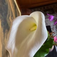 カラーとシランを生けました-