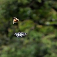 【蝶日記】アゲハの仲間の空中戦