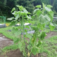 トマトとブロッコリー