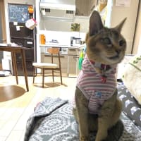 猫服事情
