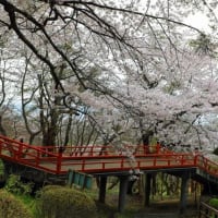 福泉寺の桜　2025　参