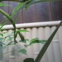 脱皮所