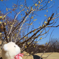 3月のゴルフ･1(2025年3月)