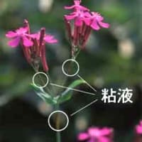 庭に生えてきた雑草・キキョウソウとムシトリナデシコ