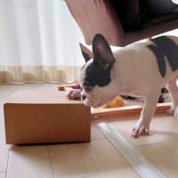 ダンボール遊び