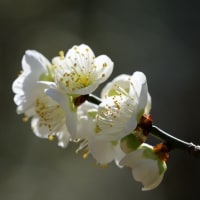 堺市都市緑化センター（２０２５年２月２３日）