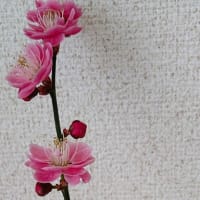 梅（うめ）ことば