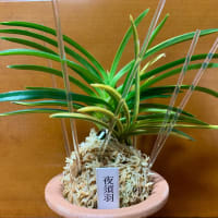夜須羽