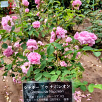 薔薇と遊ぶ