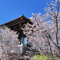 熊谷桜　（熊谷市・石上寺）