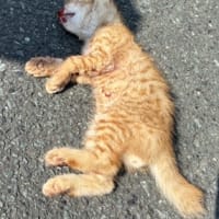 事故死したパフェくん