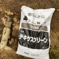 牧草