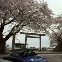 Copen & Sakura Tree