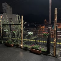 FUJINO BAMBOOARIUM開催！！！