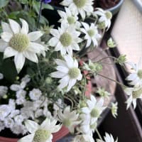 急に萎れたフランネルフラワー•バラ、2番花準備•摘蕾
