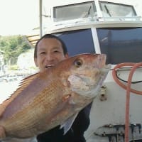 【大物釣果速報】ヒラマサ・マダイ・ヒラメ釣り５/１(水)～５/１０(金)