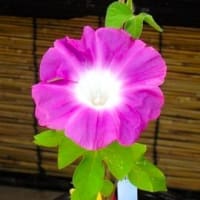 写真・動画の整理
