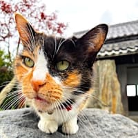 むにゃ太郎、バリウム検査で、失敗する。