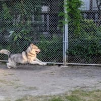 めちゃくちゃヘタなブルーインパルス？