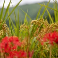 奈良 飛鳥で彼岸花撮影会に参加