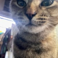 やっぱり総括。