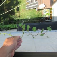 オカワカメを食べてみた