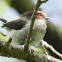 赤い目の子に出逢えた